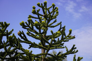 
Araucaria araucana (feminineis) an evergreen tree. growing to 1-1.5 m (3–5 ft) in diameter and 30–40 m (100–130 ft) in height. It is native to central and southern Chile
