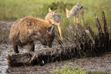 Spotted hyena Crocuta Crocuta) covered in mud standing next to a carcass and licking paws with black backed jackals behind. African wildlife safari seen in Masai Mara, Kenya