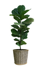 Green leaves tropical houseplant fiddle-leaf fig tree (Ficus lyrata) in small ceramic pot, ornamental tree isolated on white background, clipping path included
