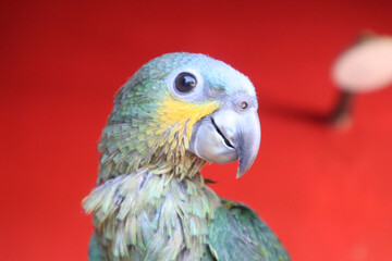 Filhote de papagaio