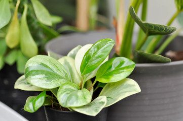 Peperomia obtusifolia, Baby Rubber Plant or Pepper Face or PIPERACEAE.