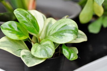 Peperomia obtusifolia, Baby Rubber Plant or Pepper Face or PIPERACEAE.