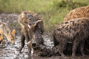 
Spotted hyenas Crocuta Crocuta) in mud feeding off a hippo carcass with black backed jackal in the background.African wildlife safari seen in Masai Mara, Kenya