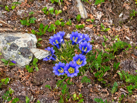 Prärieenzian Bilder Durchsuchen 1,868 Archivfotos, und
