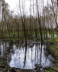 Obraz premium a small swamp on a cloudy day in the Lublin Upland
