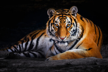 Closeup of Siberian tiger ( Amur tiger ) - 501164440