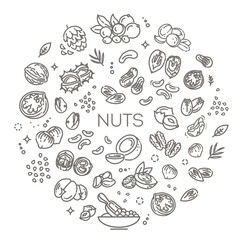 Naklejka na ściany i meble Various nuts illustration. Outline Illustration