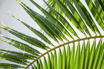 The green branch of the palm tree illuminated by the glare of daylight is located on a light...