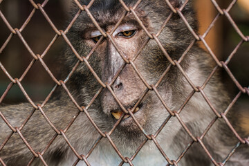 Baboons in the cage