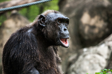 Gorilla in the nature zoo