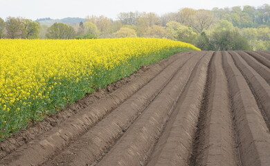 plowed field in springtime,gepflügtes  feld im frühling