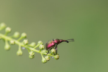 Drobny chrząszcz tutkarz śliwowiec na pąkach czeremchy © Henryk Guziak