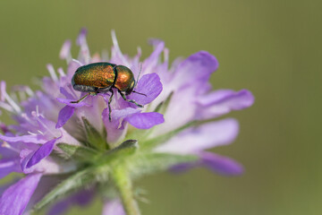 Błyszczący chrząszcz złotka jasnotka w środowisku łąkowym