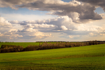 Fototapeta premium field and blue sky