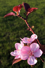 Pink flowers of a apple tree and red leaves in the sunlight, blurred green lawn in the background
