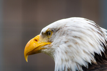 Weißkopfseeadler