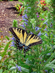 Eastern Tiger Swallowtail Butterfly in a Garden with open Wings
