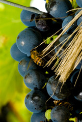 The high altitude wines from the vineyards of Santa Catarina are giving surprising results, due to...