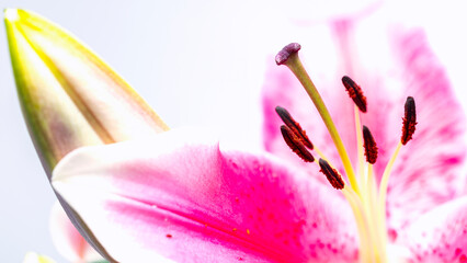 Detailaufnahmen von einer Lilie © jsr548