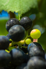 The high altitude wines from the vineyards of Santa Catarina are giving surprising results, due to all the care taken with their grapes, malbec, cabernet sauvignbon, merlot, among others.

