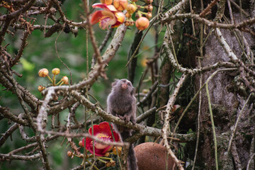 red headed woodpecker