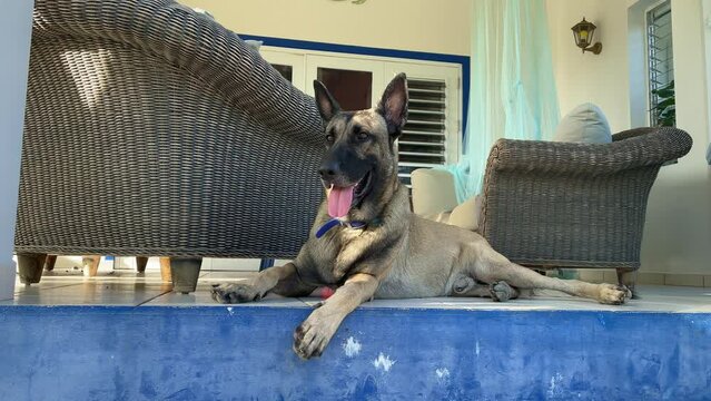 Shepherd dog lying on the porch. Guard dog. 4K