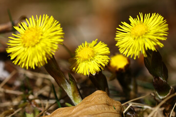 Blooming wild coltsfoot in early spring in nature during a sunny day.