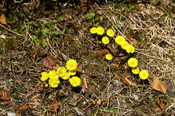 Blooming wild coltsfoot in early spring in nature during a sunny day.