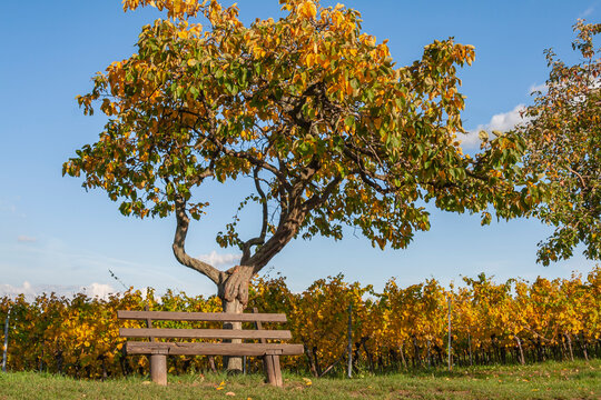 Sitzbank unter einem Quittenbaum, Herbst