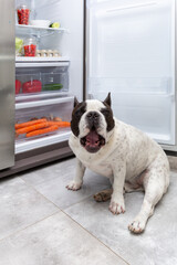 French Bulldog standing under an open refrigerator at home