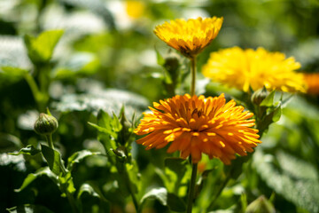Garden with flowers during spring