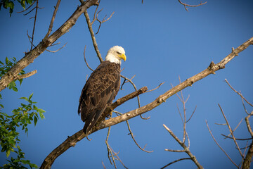 Bald Eagle sits Majestically on a Tree Branch on a Clear Blue Sky Day.
