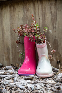 Children's Pink Rain Boots Planted with Succulents sit against a Wood Wall