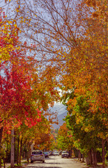 Naklejka premium Autum 