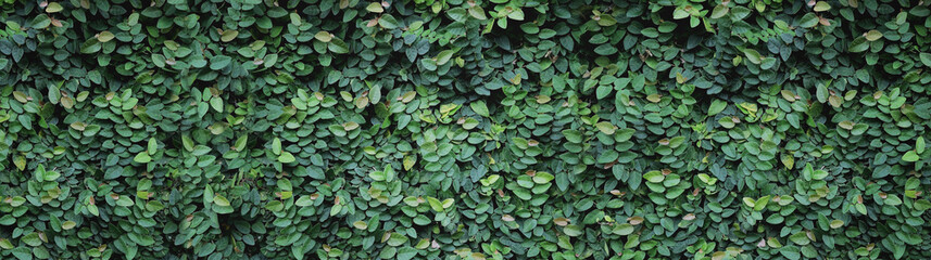 Panorama with leaves. Ornamental plant in the garden. Small green leaves texture background
