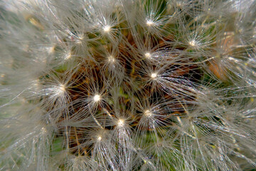 Macro photo of dandelion. Delicate flowers. Spring Flower