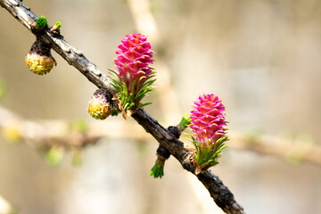 A young larch tree cone on a branch closeup with a copyspace	