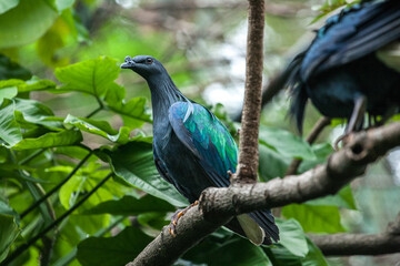 Bird on a tree branch