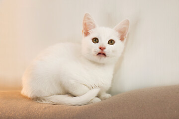 Portrait of a white little kitten.