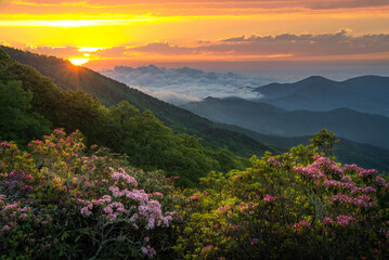 Naklejka na ściany i meble Scenic summer landscape and blooming mountain laurel, Morning light, Blue Ridge Mountains, North Carolina