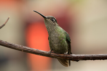 Fototapeta na wymiar hummingbird