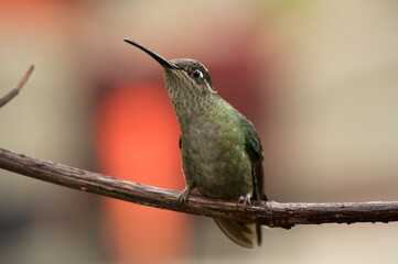 hummingbird