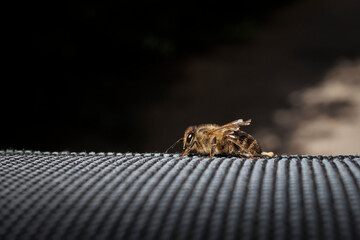 Biene nach dem Stich