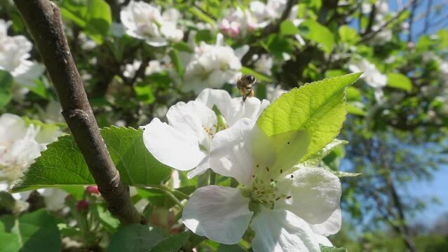 Honey bee (Apis mellifera) visiitng apple blossom in spring. Pollination