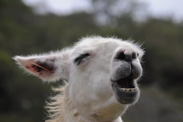 Fototapeta premium Close-up portrait of llama in Cusco Department, Peru