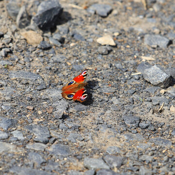 The delicate and colorful peacock butterfly among gray stones