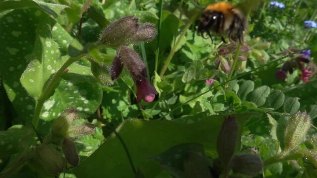 Bumble bee flying away from pulmonaria flowers