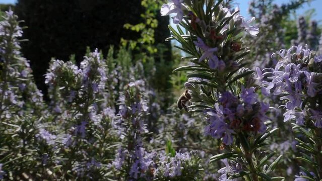 Honey bee (Apis mellifera) visitng rosemary flowers in spring. Pollination