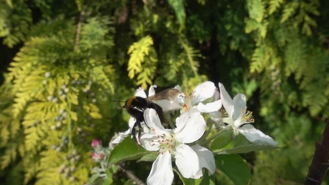 Bumblebee visiting apple blossom in Spring. Slow motion