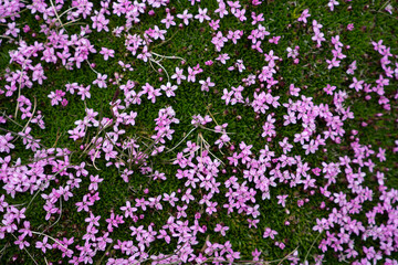 alpine meadow with wild flowers